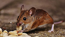 24 Hour & Emergency Exterminators in S Prince Geo, VA